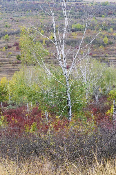 Vidoeiros e floresta e colinas coloridas — Fotografia de Stock