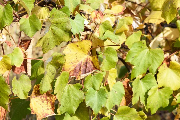 Feuilles de vigne vertes et jaunes en automne — Photo