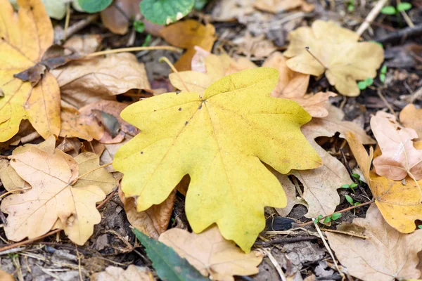 Feuille jaune chêne sur le sol en automne — Photo