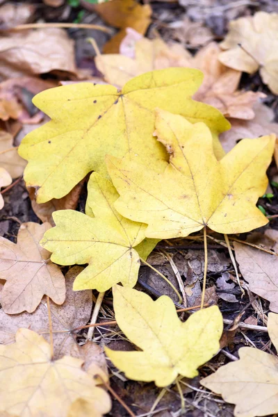 Folhas amarelas de carvalho no chão no outono — Fotografia de Stock