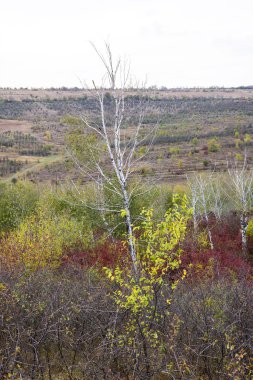 Huş ağaçları ve renkli orman ve tepeler