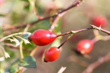 Moldova sonbaharda kırmızı brier çilek