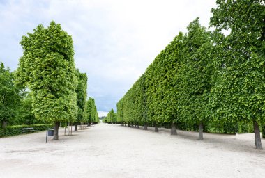 Schonbrunn adlı ünlü yeşil ağaçlar görünümünü fotoğraf