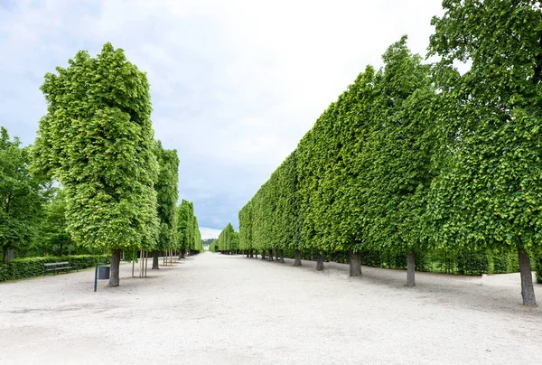 Foto vista de árvores verdes famosas em schonbrunn — Fotografia de Stock