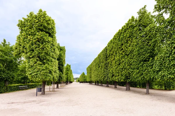 Schonbrunn ünlü yeşil alligned ağaçlara görünümünü fotoğraf
