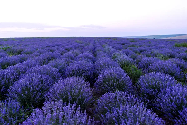 Photo of purple flowers in a lavender field at sunset — Stock Photo, Image