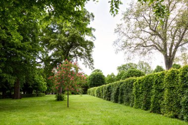 Schonbrunn Garden yeşil labirent