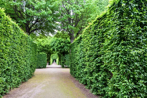 Schonbrunn Garden yeşil labirent