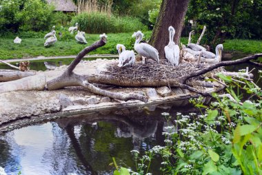 Beyaz Pelikan grup göle yansıması ile