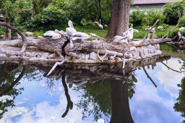 Beyaz Pelikan grup göl