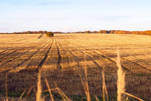 Campo de trigo recién cortado en otoño en un pueblo de Moldavia — Foto de Stock