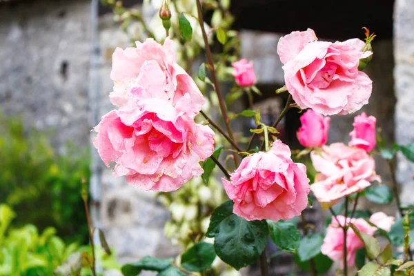 Hermosas rosas creciendo en el jardín —  Fotos de Stock