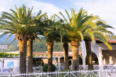 Budva eski şehirde palmiye ağaçları