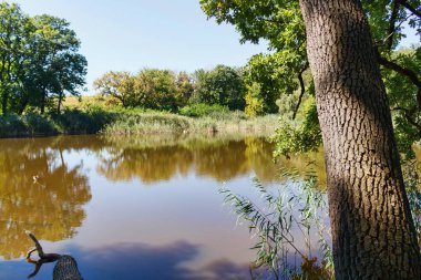 Göl kenarında orman yansıması ile reed Taul Park