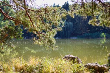 Söğüt ağaçları göle yansıması ile