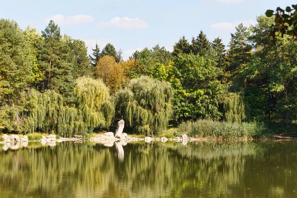 Salgueiros no lago com reflexão — Fotografia de Stock