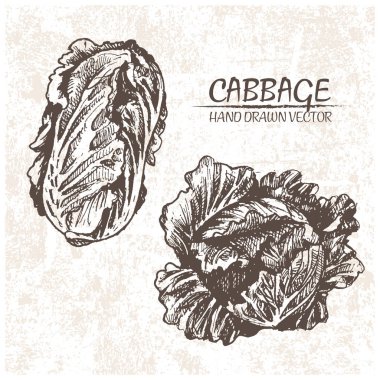 Dijital vektör lahana elle çizilmiş ayrıntılı