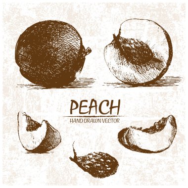 Dijital detaylı şeftali elle çizilmiş vektör