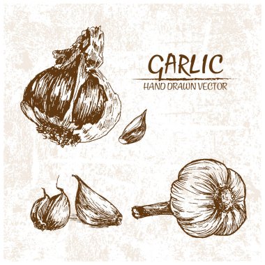 Dijital vektör sarımsak elle çizilmiş ayrıntılı