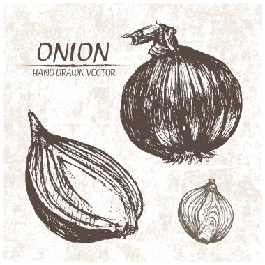 Dijital vektör soğan elle çizilmiş ayrıntılı