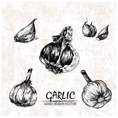 Dijital vektör sarımsak elle çizilmiş ayrıntılı