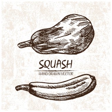 Dijital vektör squash elle çizilmiş ayrıntılı