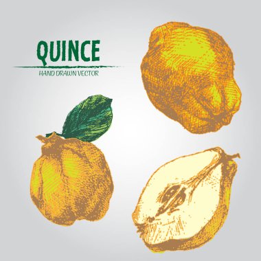 Dijital vektör renk Ayva elle çizilmiş ayrıntılı