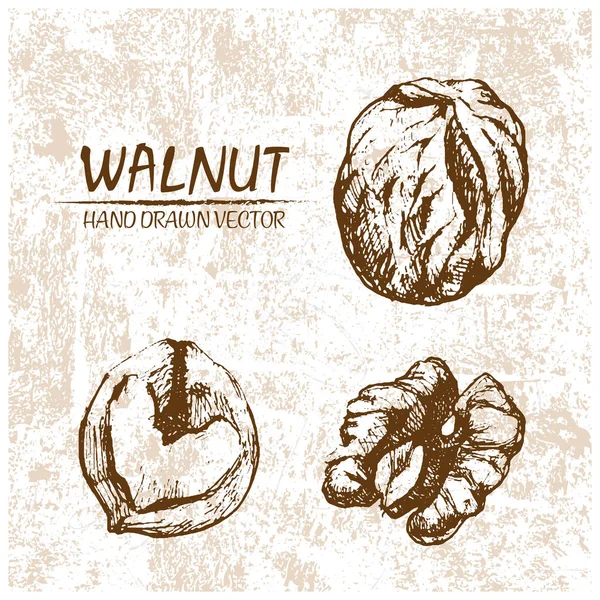 Digital vector walnut hand drawn illustration — Stock Vector