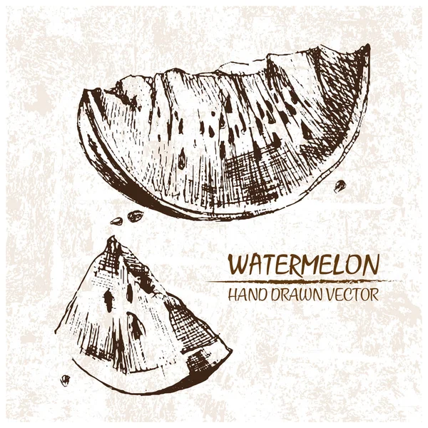 Digital vector detailed watermelon hand drawn — Stock Vector