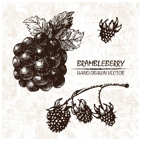 디지털 벡터 상세한 brambleberry 손으로 그린 — 스톡 벡터