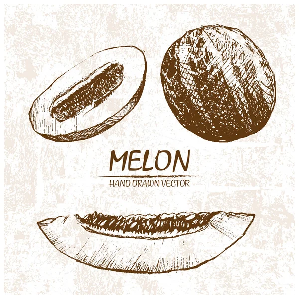 Digitaler Vektor detaillierte Melone von Hand gezeichnet — Stockvektor