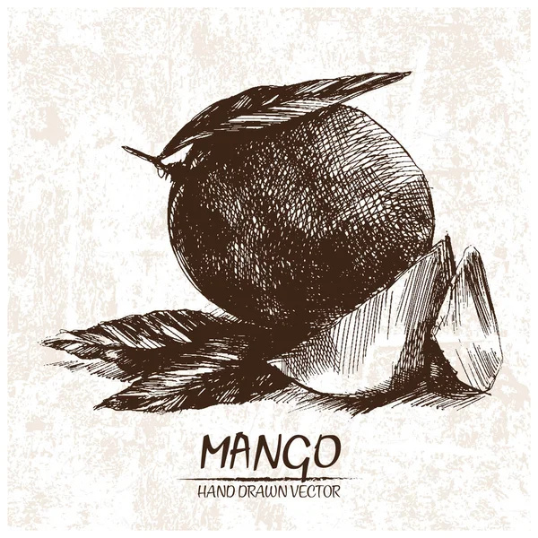Digital vector detailed mango hand drawn — Stock Vector