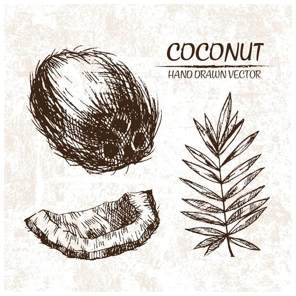 Vecteur numérique détaillé noix de coco dessiné à la main — Image vectorielle