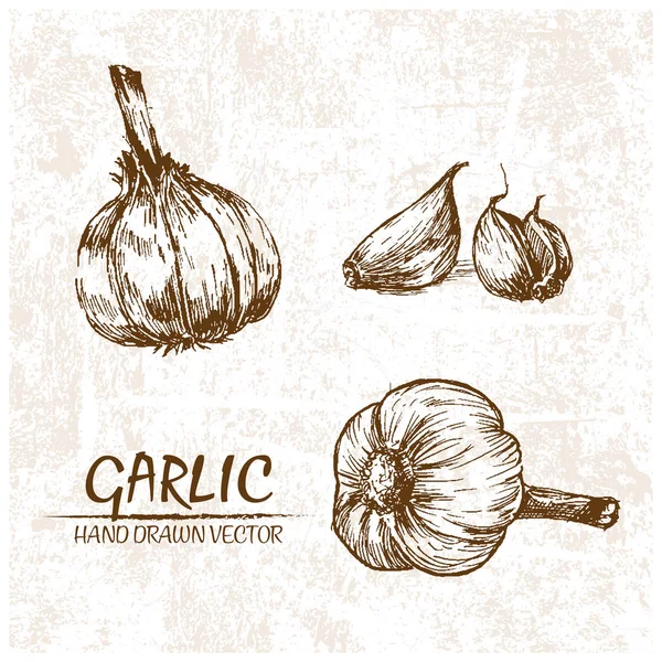 Digital vector detailed garlic hand drawn — Stock Vector