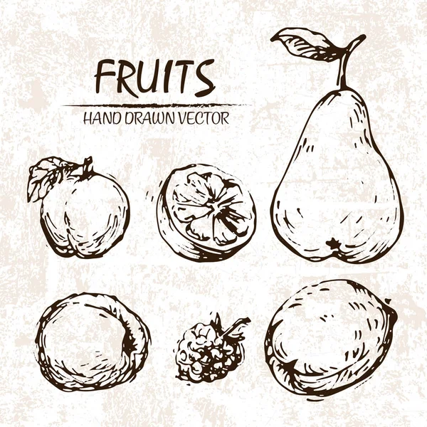 Vecteur numérique détaillé fruit dessiné à la main — Image vectorielle