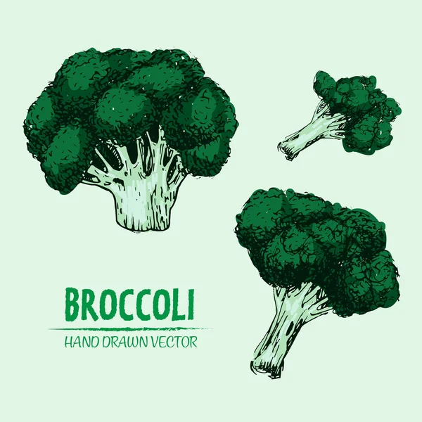 Digitální vektorová podrobné barevné brokolice ručně kreslenou — Stockový vektor
