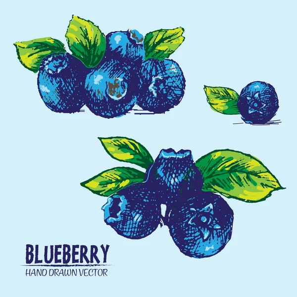 Digitale vector gedetailleerde kleur blueberry hand getrokken — Stockvector
