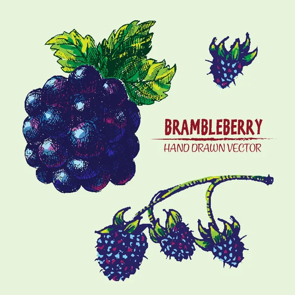 Szczegółowe wektor cyfrowy kolor brambleberry — Wektor stockowy