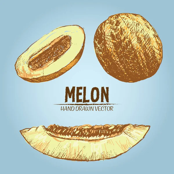 Vecteur numérique couleur détaillée melon dessiné à la main — Image vectorielle