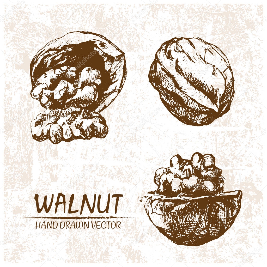 Digital vector walnut hand drawn illustration