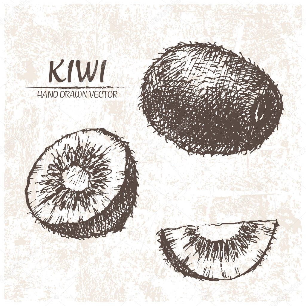 Digital vector detailed kiwi hand drawn retro illustration collection set. Thin artistic linear pencil outline. Vintage ink flat style, engraved simple doodle sketches. Isolated objects
