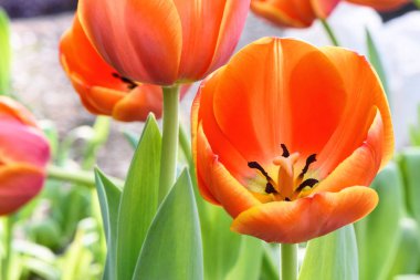 Kırmızı lale, yakın çekim