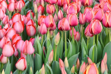 Lale pembe, yakın çekim