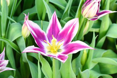 Nergis mor, yakın çekim