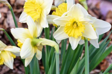 Nergis sarı, yakın çekim