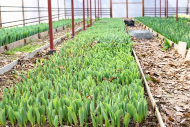 Lale pembe, yakın çekim