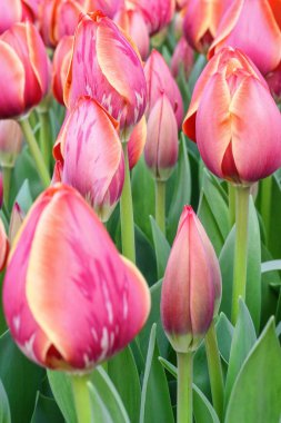 Lale pembe, yakın çekim