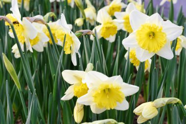 Nergis sarı, yakın çekim