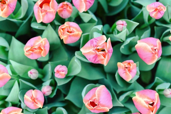 Pink tulips, close up — Stock Photo, Image