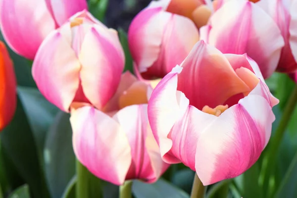 Tulipas cor-de-rosa, close — Fotografia de Stock